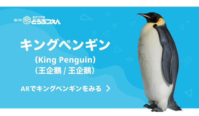 キングペンギン