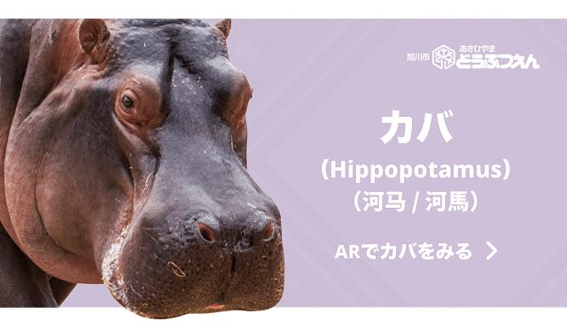 カバ