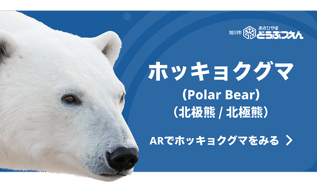 ホッキョクグマ